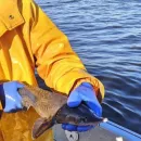 Псковские рыбаки в Чудском озере поймали стерлядь